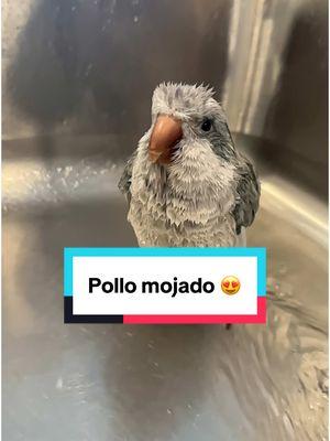 Un pollo mojado #lahumanaypolly #fyp #viral #birdlife #asmr #fyp #parati #birdmom #cotorrita #polly #dominicanbird #tiktokbird #