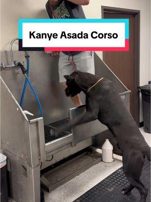 Kanye Asada Corso? #corso #canecorso #canecorsoitaliano #bullybreeds #doggrooming #dogbath #tutorial #eqyssgroomingproducts 