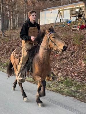 Knocking it off #fyp #rackinghorse #racking #horse #horsetraining #ewhtrailhorses #emersonwilliamshorsemanship 