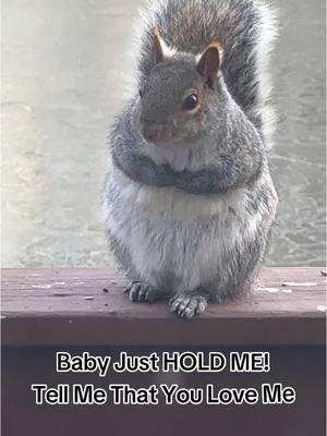 Squirrel Chronicles:  Baby Just Hold Me! #badbunny #jacobvallen #newmusic #latin #shapoppinwithshannon #squirrels #squirrelsoftiktok #squirreltok #wildlife #nature  #squirrelchronicles  #furryfriends #animals #animalsoftiktok #mypetsquirrel #squirrel #squirrelgang🐿 #squirrellife #furbaby #samuel #samuelj #mysquirrel #mypetsquirrel #squirrelsoftiktok #squirrels #squirreltok 