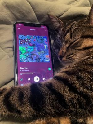 Rory’s newest addition to her playlist 🔥 #nettspend #underground #spotify #cat #catsoftiktok 