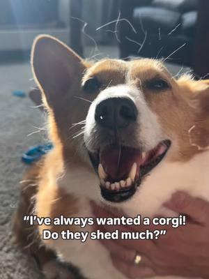 Zero shedding. . . #corgi #corgis #cutecorgi #pembrokewelshcorgi #corgipuppy #fluffycorgipuppy #puppylife #cutepuppy #funnypuppy #dogmom #doghair #doghaireverywhere 