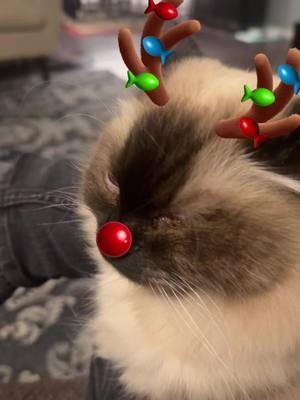 Reindeer cat! #reindeercat #catsoftiktok 