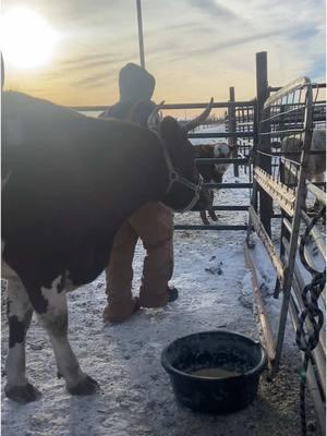 Rue ♥️ #milkingshorthorn #rawmilkdairy #microdairy 