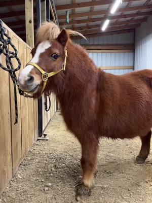 We listen and we judge 😂 #waffles #obese #minihorse #kentucky 