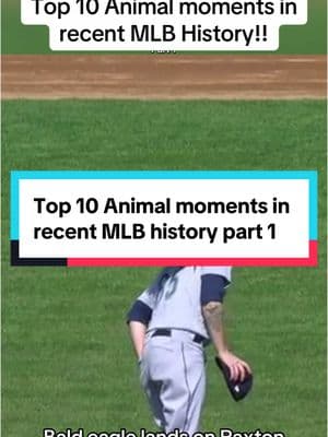 Which is your favorite? Top 10 Animal moments in recent MLB history - Part 1 #MLB #baseball #mlbtiktok #mets #yankees 