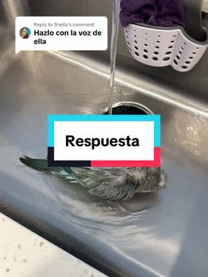 Replying to @Sheila  porfavor no empiencen con que se esta desperdiciando el agua que polly dura como dos minutos máximo bañándose 🤫 #replay #fyp #viral #parati #cotorrita #polly #talkingbird #birdlife 