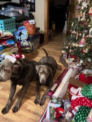 #tankandcolt #12daysofwoofmas #christmasfordogs #tankandcoltstreats #silverlabbrothers 