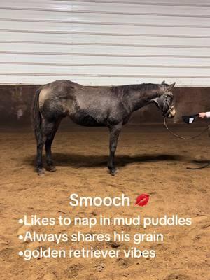 He’s available… but I also wouldn’t mind keeping him… 😍😭 #aqha#Smooch💋#itsasouthernthing#yearling#prospect#younghorse#westernpleasure#2024foals#fluffy#showhorse