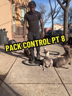 pack control 🤝🏾 #belgianmalinois #belgianmalinoisoftiktok #belgianmalinoispuppy #maligator #bluemerle #merle #xl #xlbully #xlbullies #bigdogs #friends #bestfriend #BestFriends #myheart #dogsoftiktok #pitbull #pitbulls #pit #pitpuppy #pitbullpuppy #pitbullsofficial #pitdad #pitbulldad #dogdad #doglover #doglove  #cutepuppy #cutepit #cutepitpuppy #dogtok #puppytraining #DogTraining #puppy #cute #Love #fyp #dog #funny #funnydog #funnyanimals #foryourpage #viral #trust #consistency #time #patience #training #bully #xlbully #explore #trending #philly #phillytiktok #jersey #ny #nyc #amazing #nice #beauty #beautiful #fur #furbaby #dogsofinstagram #dogtok #dogtiktok #dogtrainingtips #dogtrainer #dogtips  #happydog #happydogs #happydoggie #puppyschool #puppylove #puppytiktok #puppydog #puppycheck #puppylife #puppytok #puppys #puppydogeyes #girldad #boydad #fy #fypage #fypシ゚viral #fyppppppppppppppppppppppp #fypp #fyy #fyp  