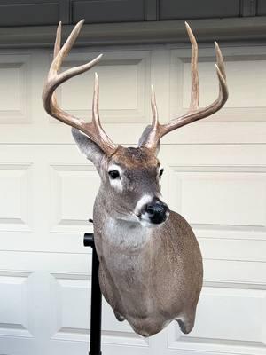 Stud Whitetail finished up! 🦌 #taxidermy #artist #foryoupage #foryou #fypシ゚viral #taxidermist #whitetaildeer 