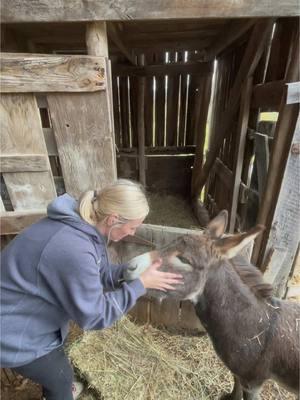 Were a farm round here! #ditlofamom #nursesoftiktok #minivlog #minidonkey 