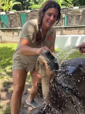 Spa day for Galapagos tortoise 🐢😆 this big guy is basking in all this extra love and attention! And he deserves it! I’m sure we all heard of the saying “respect your elders”. This guy deserves all the respect and more!🙌 • • • • • • #wow #wildlife #cute #awesome #tortoise #giant #animals #animallovers #reptiles #reptilelovers #reptilekeeper #zoo #zooanimals #cool #video #moments #tik #tok #tiktok #tiktokanimals 