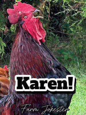 Karen: The Boldest Bird in the Coop! Karen!, Oh Karen!, Karen! #karen #caren #karan #karin #karon #karyn #hen #rooster #chickens #chicken #farmjokester #nameyellingchicken #chickenscreamingnames #michaelsalerno 