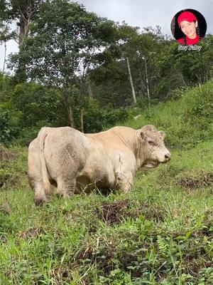 Hoy fui en busca de un toro nuevo!#vidadecampo #Ecuador 