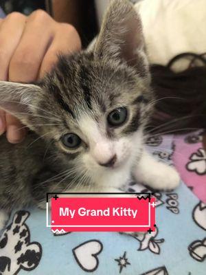 My 10yr old created this video of my grand-kitty. These pictures are mostly from when my 21yr old first brought her home at 2 months old. She was so tiny! She is now 5 months old. We love her. 😍 #grandkitty #catgrandma #catsoftiktok #cats #catlover #kitten #kittensoftiktok #kittentok #kittenlove 