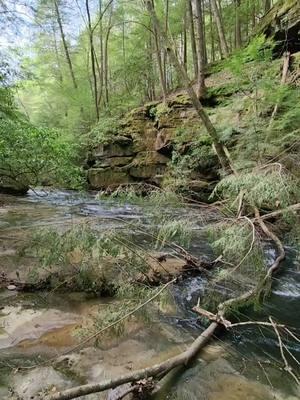 Just out here living my dreams on Quillen Creek, deep in the Sipsey Wilderness. 👍😎 #sipseywilderness #bankheadnationalforest #alabama #hike #goodtimes #adventure #waterfall #livingmydream 