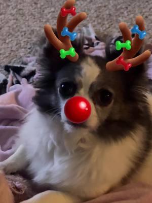 A very Merry Chihuahua Christmas 🎄🐶 #fyp #christmas #chihuahua #chihuahuastiktok #longhairedchihuahua 