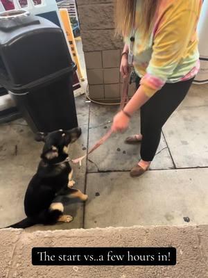 Thanks @Tana B For The Much Needed Help! She has a long way to go but just in this small session you can see how much she has changed uo her attitude! #fyp #training #dogdoglovers #cutie #adorable #viral #trainingsession 