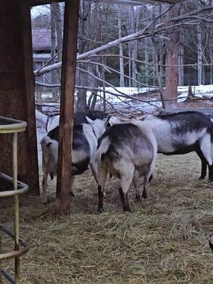 Reese was an absolute menace tonight #yfhgoats #yooperfarmhouse #goattok #farmher #alpinegoats #adgagoats 