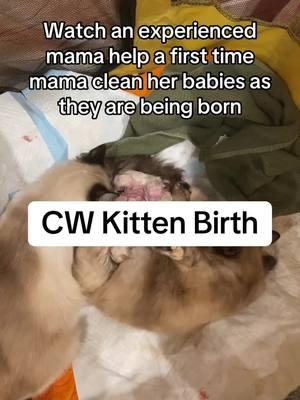 Clarice got some bonus placenta #ragdoll #ragdollkitten #cherubimkitten #cherubim 