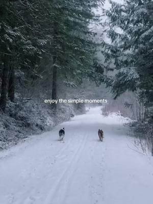 Favorite way to spend the day #bordercollie #cattledog #fyp #washingtonstate #simplemoments #superdogjoey 