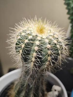 So, is it happy, or is it trying to spontaneously reproduce because I'm 💀-ing it 🤔😂 #cactus #cacti #baby #babycactus #🌵#🏜️ #cactusbaby #prick #ohioplantlady #zone6 #plantok #ohioplantpeople #ohioplants 