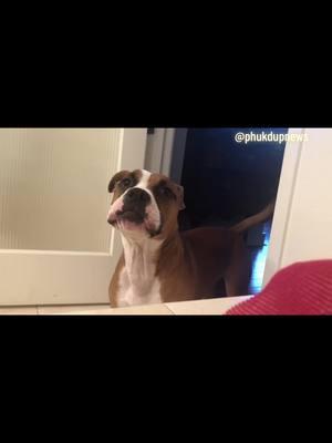 12/17/24 How to get private time Puppy Baby #phukdupnews #news #pets #animals #funny #video #petsbringustogether #funnydogs #animals #adoptdontshop #dogs #funnydogs #Love #animallovers #animallover #puppies #pets #dogs #animallovers #funnyvideos #cute #pittie #puppylove #dogsbringustogether #rescuedog #funnyanimals #doglovers #doglover 