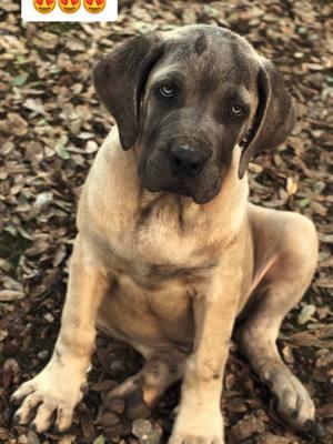 Future $tud, $emental😮‍💨😈 PrettyBoyFloyd Clone💪🏼 IG: OGK_805 📲 #canecorso #canecorsoitaliano #canecorsopuppy #puppy #guarddog #bigpuppy  #livestockguardiandog #beast #pet #quality #foryoupage #fyp 