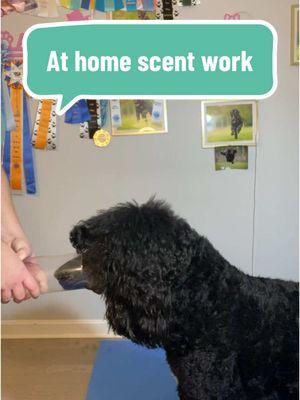 Have i convinced you to try scent work yet?! #scentwork #dogsport #dogsports #dogowner #doghandler #dogowners #scentworktraining #dogenrichment #DogTraining #dogownersoftiktok #fy 