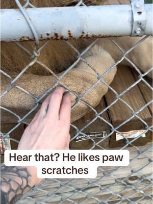 Hes like “oh yeah thats the spot” 😂 happy lion, happy life #NOTpets #zoonaplesfl #wildlifesanctuary #BigCatSanctuary #EndangeredSpecies #BigCatKeeper #Conservation  