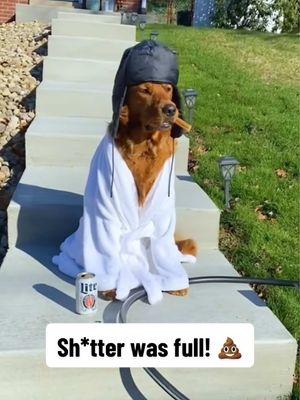 Sh*tter was full 💩 (Wait for the end) #christmasvacation #cousineddy #nationallampoonschristmasvacation #shitterwasfull #christmas #merrychristmas #dog #cutedog #funnydog #goldenretriever #onthisday 