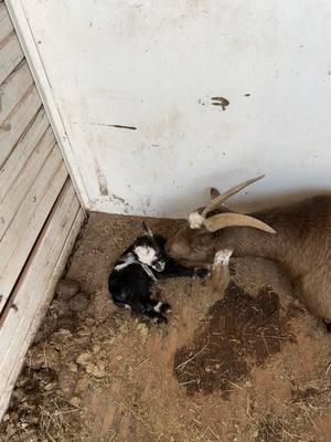 New baby on the ranch today. #pigmygoats #dwarfgoatlife #countryshit #oklahomacheck #hardlukranch #bestlife #farmtok #ranchin 