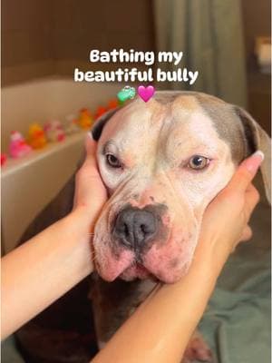 Who said bully breeds aren’t great for baths?!😉🩷 #dogsoftiktok #dogtok #bath #bathtime #dogbath #doggrooming #CleanTok #cleaning #bathing #fresh #bullybreeds #pitbulls #bigdog #doggie #clean 