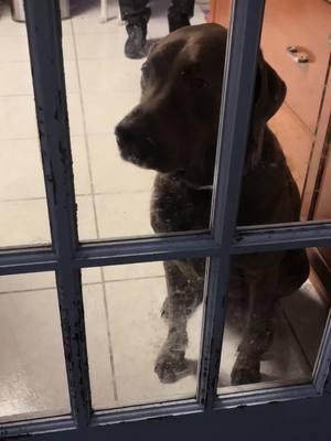 Only you can save Kai from the tragedy of not being with her mom in the garage. Send a gazillion dollars to save her from this horror (and to hire someone to clean the glass) #chocolatelab #chocolatelabsoftiktok #armsoftheangels #tragic 