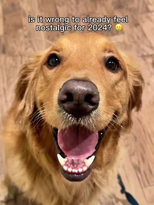 Play this year over again please! #2024recap #recapvideo #nostalgic #nostalgia #goldenretrieverlife #puppytiktok #goldenretrieverpuppy #rewind #dogmom #fyp 