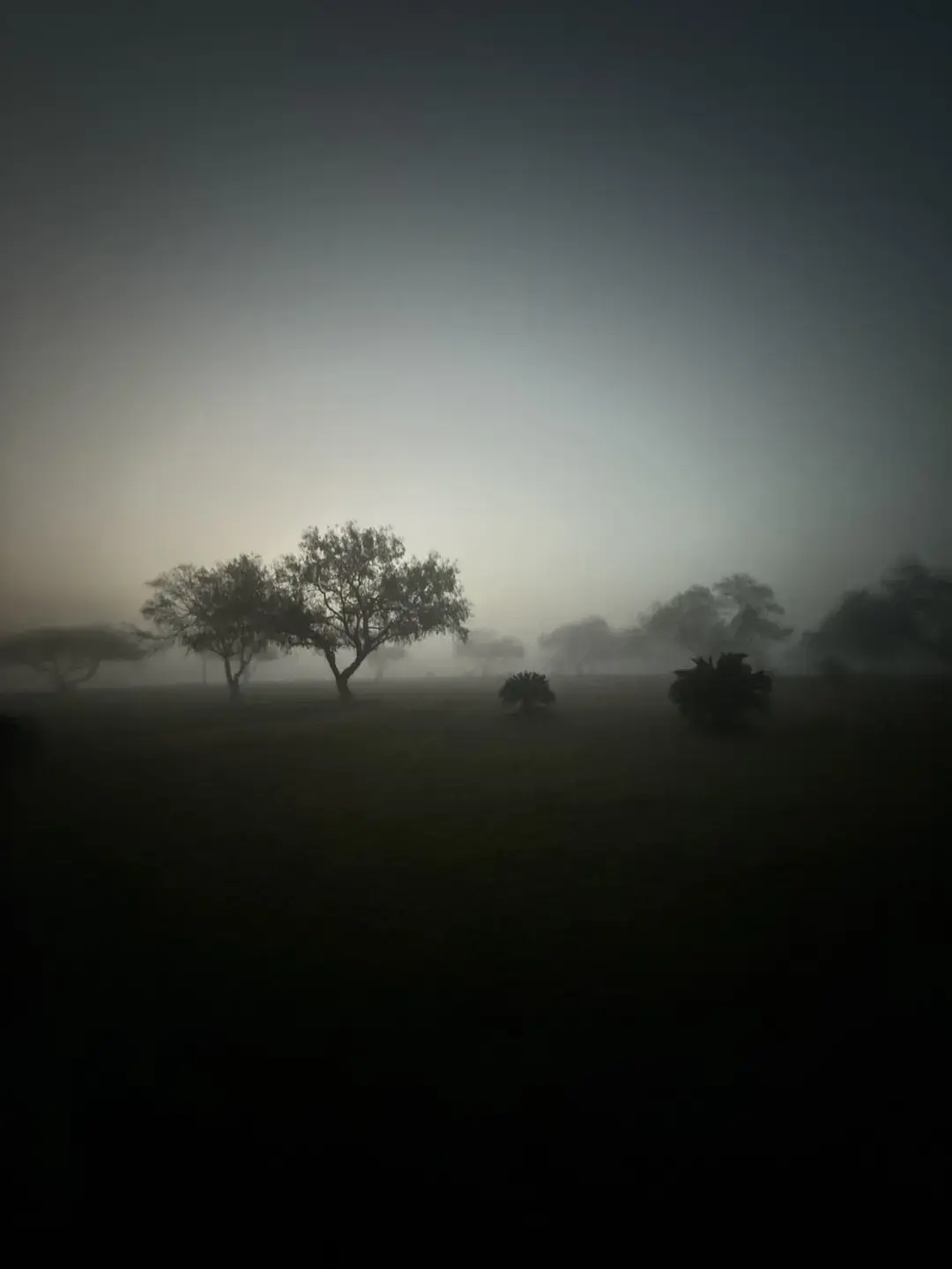 I captured this photo on a foggy morning with no filters or edits—just a girl, her iPhone, and life before sunrise.  #iphonephotography #photography #photos #sunrise #countrylife #cowboysunrises #ruralphotography #photooftheday#goodmorning #treephotography #softlight #fog #foggymorning #fogphotography 