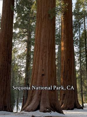 A truly singular place #sequoianationalpark #giantsequoia #generalsherman #generalshighway #sierranevada #sierranevadas #winter #winterwonderland #fyp #christmas #snow #california #roadtrip #PlantTok #travel 