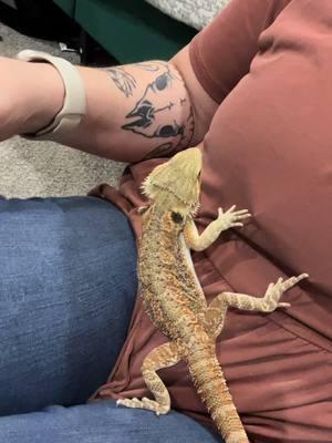 #tyrion #beardeddragon #beardeddragonsoftiktok #beardie #beardiesoftiktok #beardielife 