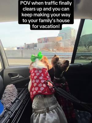 Vacation at Whiskey’s house!!! We are on our way!!! #dogmomlife #dogs #doggies #doggytiktok #doggytiktoker 