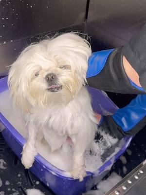 throwback to my favorite spicy maltese #dogs #doggrooming #dogsbylogan #maltese