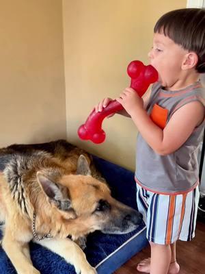 POV: Your 2.5-year-old puts the dog toy in his mouth… because of course he does. 😂 Totally gross but also peak toddler behavior! Meanwhile, our German Shepherd is just DONE with his antics! Lol tell me I’m not alone in this crazyness! #creatorsearchinsights #m#momlifet#toddlermomf#funnytoddlerg#germanshepherdlovep#parentinghumort#toddleranticsm#momhumorm#MomsofTikTokr#relatablemomf#funnykidsm#momstrugglest#toddlerlifed#dogmomf#funnyparentingtoddlermoments 