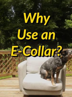 Using an e-collar requires skill. While I always appreciate the honesty with my clients, I do see many people coming into evaluations with “shock collars” and using them incorrectly. I see people who feel lost with their dogs and want them to change, so they desperately purchase an e-collar only to have terrible timing and consistency. This tool is one of the most versatile tools we will ever have with dogs, and wasting it on solely punishment is foolish. Good e-collar training guides a dog on the clear answer. It can simultaneously guide a dog to not make certain choices again. It works well because dogs are physical beings, so we can literally touch them without a leash or being close. For this reason, many people move away from the leash too soon. Don’t make that rookie mistake! #DogTraining #dogbehavior#puppytraining #ecollar #atlanta #doberman #acd #heelerpuppy #dogsoftiktok #doglife