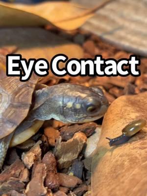 That Eye Contact 👀 🐌  #easternboxturtle #exoticpets #escargot #reptilecommunity #boxturtle #turtles #tortuga #reptile #tortoise #reptilefood #conservation #turtlepower #fypage #animals #tmnt #reptilelover #turtlelife #farruko #tartaruga #ninjaturtles #slug #turtlefood  #holidays #crunch #babyturtle #cuteanimals #snail 