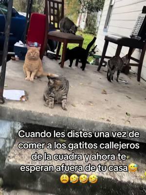 Gatitos#callejeros#viral#fypシ #parati 