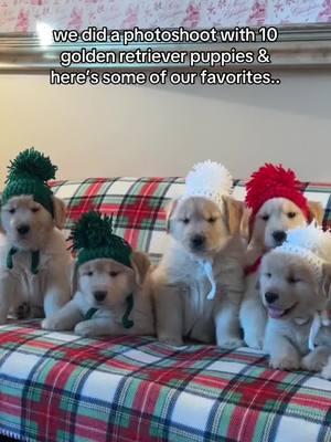 these little nuggets are little models! #goldenretriever #dogsoftiktok #dogtok #goldenretrieversoftiktok #goldenretrieverpuppies #christmasphotoshoot 