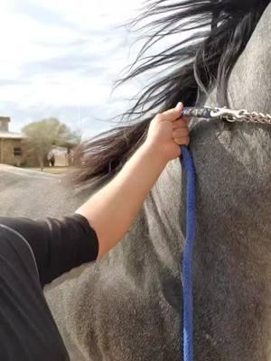 #fyp #caballos #showhorses #ranchlife #horses el blue 💙 