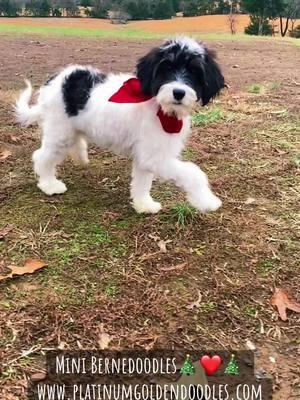 Mini Bernedoodles ready now just in time for Christmas. Charting to be 25 lbs. #minibernedoodle #bernesemountaindog #bernedoodle #bernedoodlepuppy #puppies #for #foryoupage #foryourpage #fyp #fypシ #fypシ゚viral #fypage #fyppppppppppppppppppppppp #fypdongggggggg #viralvideo #viraltiktok 