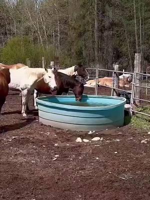 Horses look stupid when they eat 😂😂🐴#horse #horses #horsesoftiktok #funnyhorse #funnycats #funnyanimals #funnypets  #cat #cats  #fyp #animals  #orangecat  #funnyvideo #pet #pets #funny 