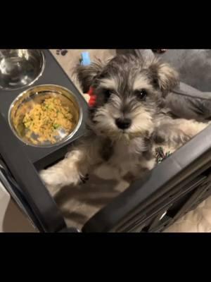 You gon be eatin’ and I’m not!! The new jam for puppies on fresh food! 🤣🤣🤣🤣🤣🤣 #miniatureschnauzer #freshfoodtrial #wellington #singingpuppy 